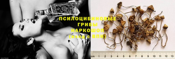 PSILOCYBIN Щигры
